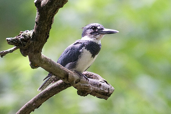 Belted Kingfisher (Megaceryle alcyon) male