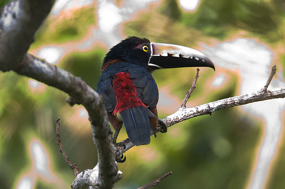 Collared Aracari (Pteroglossus torquatus)