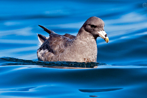 Northern Fulmar (Fulmarus glacialis) also known as  Arctic Fulmar