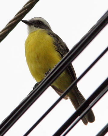 Social Flycatcher (Myiozetetes similis)