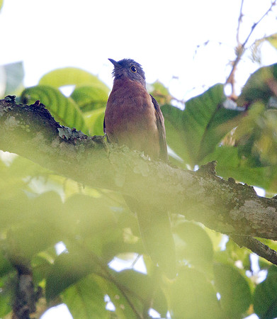 Rusty-breasted cuckoo (Cacomantis sepulcralis)