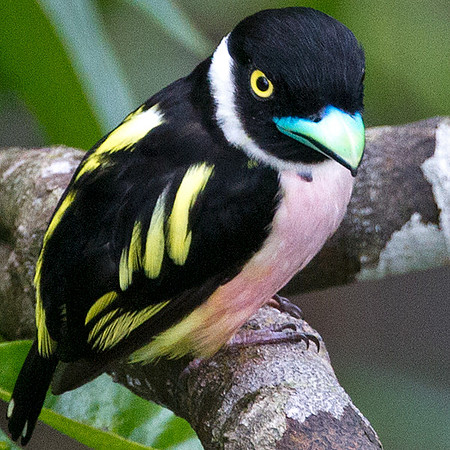 Black-and-yellow Broadbill (Eurylaimus ochromalus)