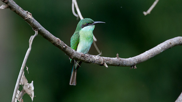 Blue-throated Bee-eater (Merops viridis) juvenile