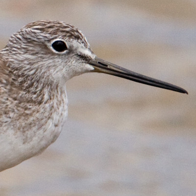 Greater Yellowlegs (Tringa melanoleuca)