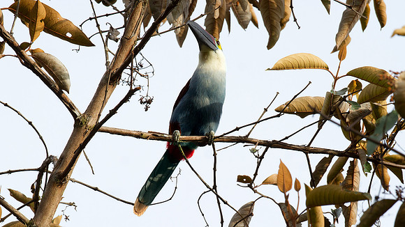 Black-billed Mountain Toucan (Andigena nigrirostris)