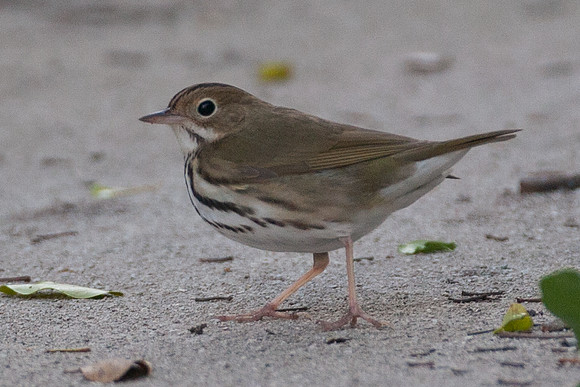 Ovenbird (Seiurus aurocapillus)