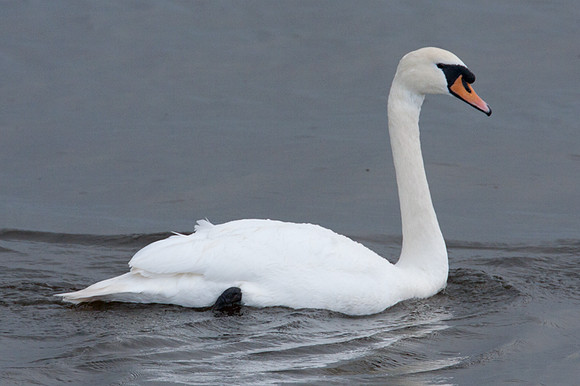 Mute Swan (Cygnus olor)