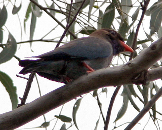 Oriental Dollarbird (Eurystomus orientalis) also known as Dollar Roller
