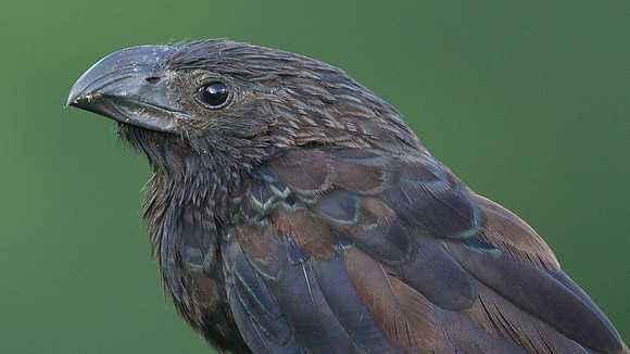Groove-billed Ani (Crotophaga sulcirostris)