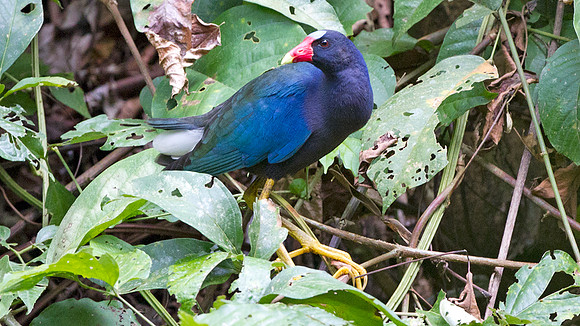 Purple Gallinule (Porphyrio martinica)