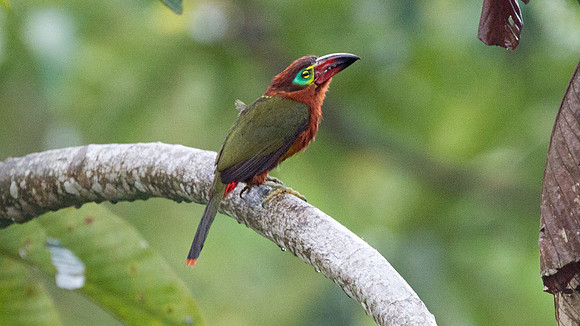 Golden-collared Toucanet (Selenidera reinwardtii) female