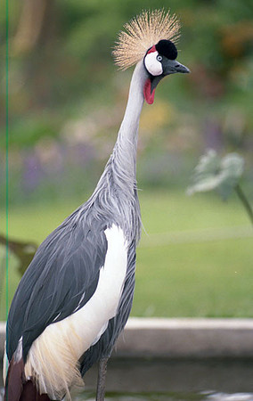 Grey Crowned Crane (Balearica regulorum) Captive