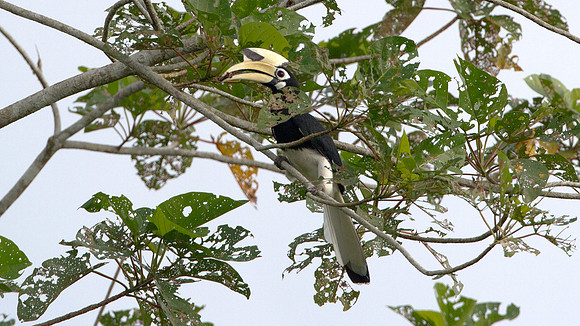 Oriental Pied Hornbill (Anthracoceros albirostris)