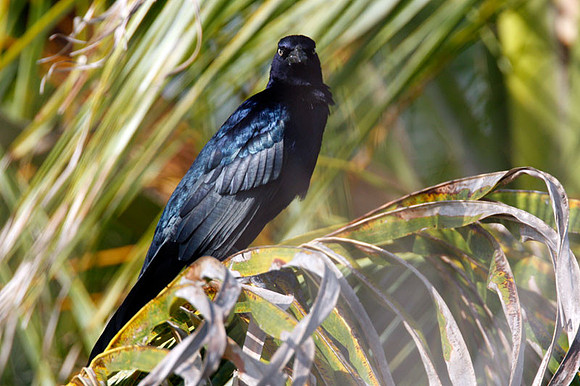 Great-tailed Grackle (Quiscalus mexicanus) male