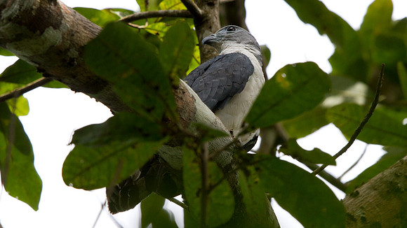 Gray-headed Kite (Leptodon cayanensis)