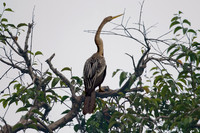 Anhinga (Anhinga, anhinga)