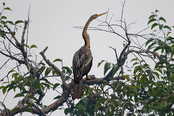 Anhinga (Anhinga, anhinga)
