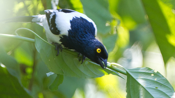 Magpie Tanager (Cissopis leveriana)
