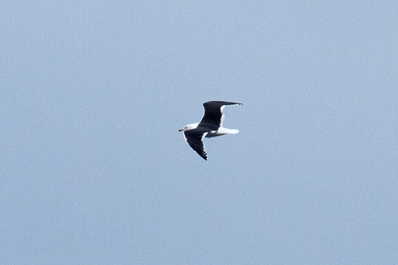 Great Black-backed Gull (Larus marinus)