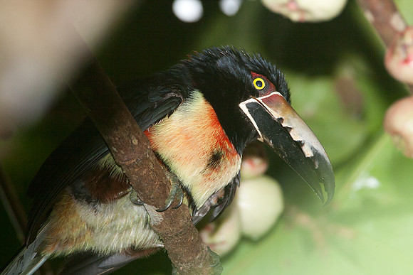 Collared Aracari (Pteroglossus torquatus)