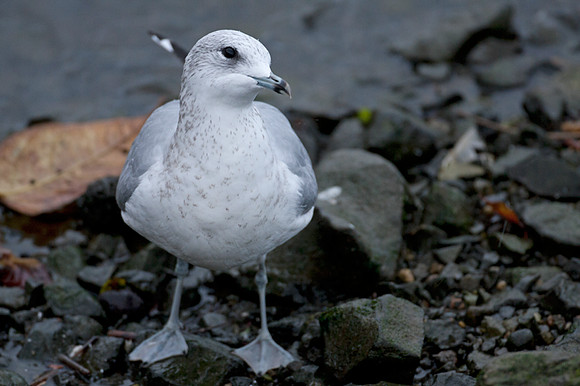 Common Gull (Larus canus)