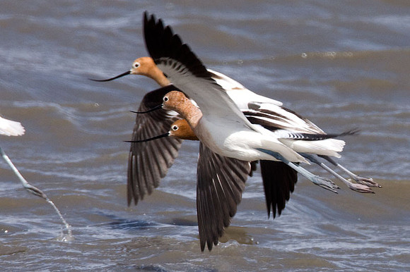 American Avocet (Recurvirostra americana)