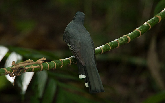 Black-headed Trogon (Trogon melanocephalus)