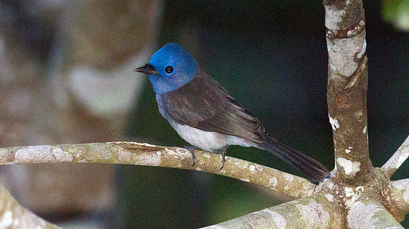 Black-naped Monarch (Hypothymis azurea)