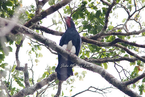 Red-throated Caracara (Ibycter americanus)