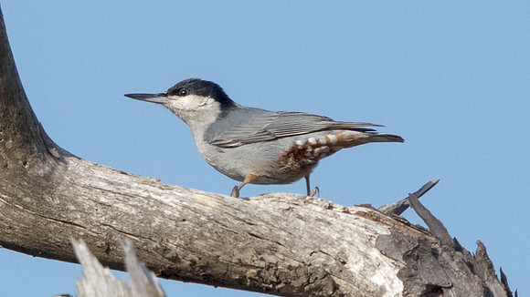 Giant nuthatch (Sitta magna)