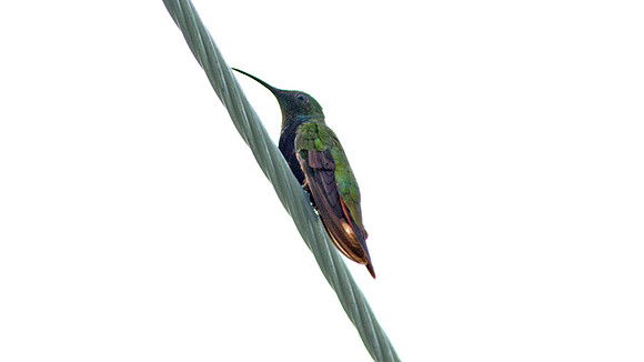 Antillean Mango (Anthracothorax dominicus)