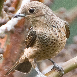 Blue Cotinga (Cotinga nattererii) female