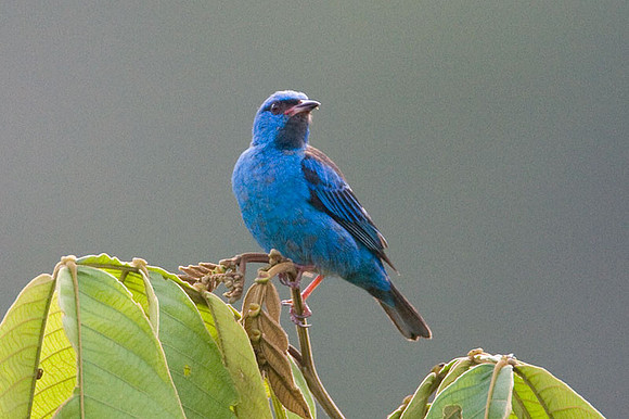 Blue Dacnis (Dacnis cayana) male; also known as Turquoise Honeycreeper