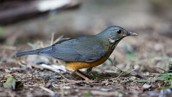 Black-breasted thrush (Turdus dissimilis) Female