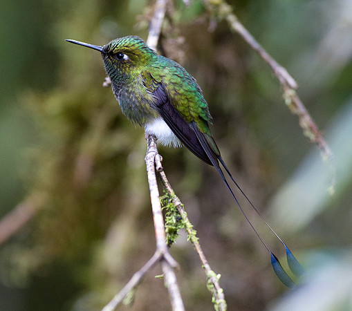 Booted Racket-tail (Ocreatus underwoodii)