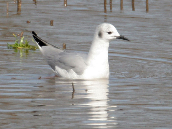Bonaparte's Gull (Chroicocephalus philadelphia)