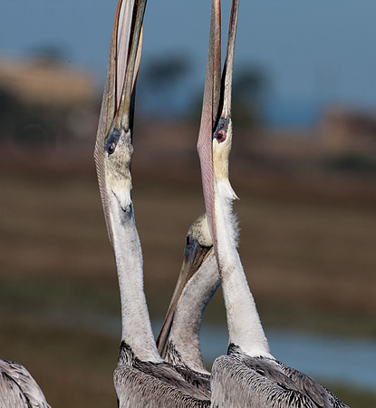 Brown Pelican (Pelecanus occidentalis)