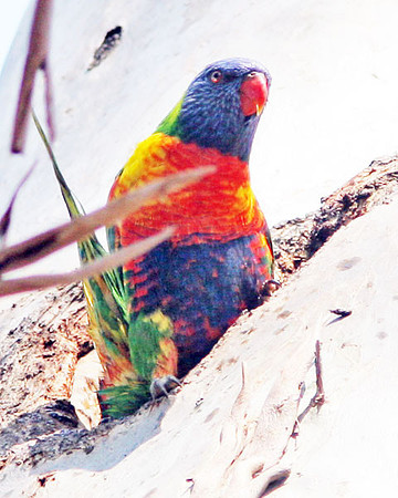 Rainbow Lorikeet (Trichoglossus haematodus)