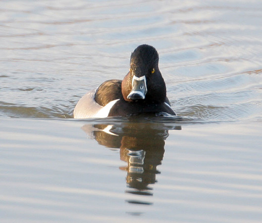 Ring-necked Duck (Aythya collaris)