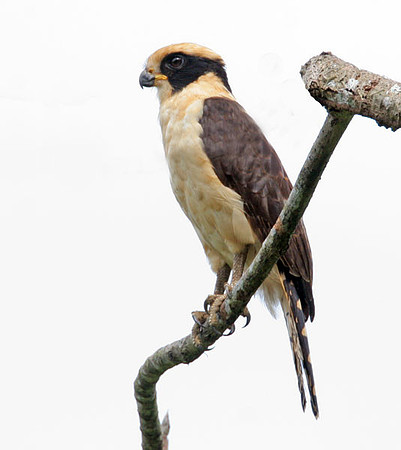 Laughing Falcon (Herpetotheres cachinnans) also known as Snake Hawk