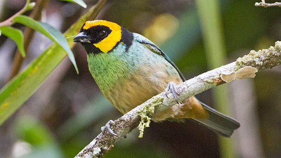 Saffron-crowned Tanager (Tangara xanthocephala)