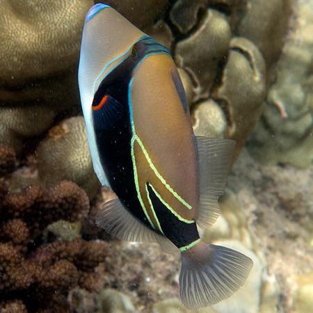 Reef triggerfish (Rhinecanthus rectangulus)