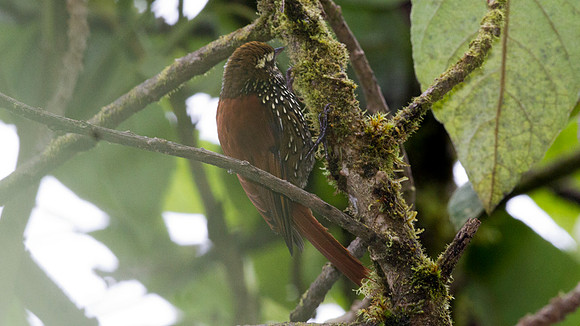Pearled Treerunner (Margarornis squamiger)
