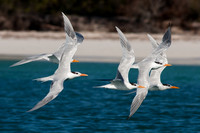 Royal Tern (Thalasseus maximus)