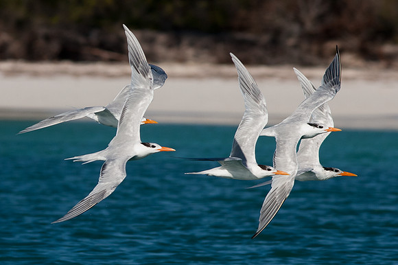 Royal Tern (Thalasseus maximus)
