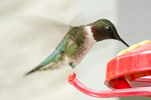 Ruby-throated Hummingbird (Archilochus colubris) male