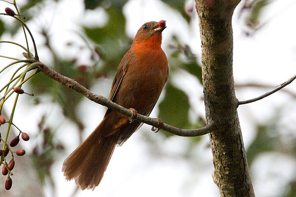 Red-throated Ant-tanager (Habia fuscicauda) male