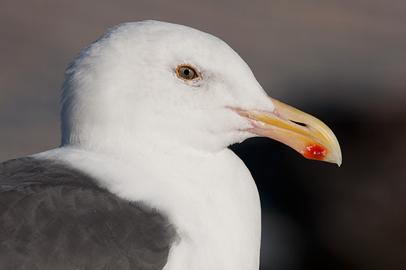 Western Gull (Larus occidentalis)
