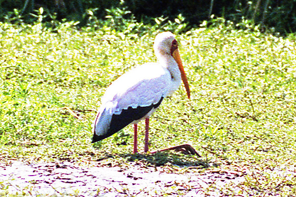 Yellow-billed Stork (Mycteria ibis)
