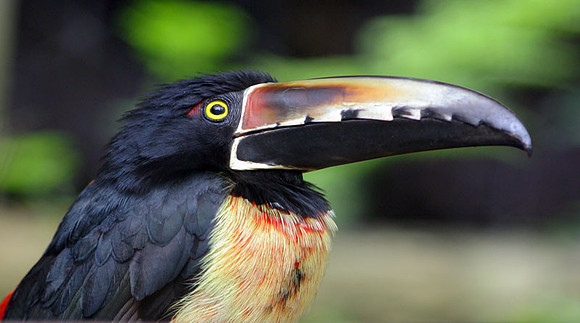 Collared Aracari (Pteroglossus torquatus)
